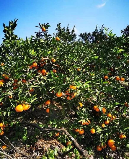 1606199718688116.jpg 2.webp.jpg